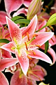 LILIUM STARGAZER