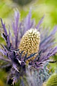 ERYNGIUM X OLIVERIANUM