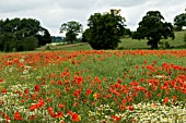 PAPAVER RHOEAS,  WILD POPPIES IN CORNFIELD