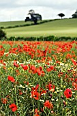 PAPAVER RHOEAS,  WILD POPPY IN CORNFIELD,  JUNE