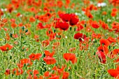 PAPAVER RHOEAS,  WILD POPPIES IN CORNFIELD,  JUNE