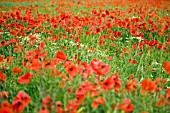 PAPAVER RHOEAS,  WILD POPPIES,  AND CORN CHAMOMILE,  IN CORNFIELD,  JUNE