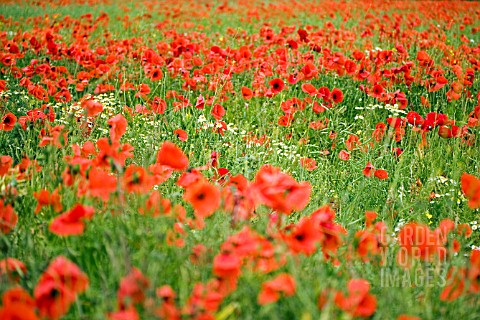 PAPAVER_RHOEAS__WILD_POPPIES__AND_CORN_CHAMOMILE__IN_CORNFIELD__JUNE