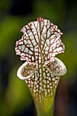 SARRACENIA X LEUCOPHYLLA,  PITCHER PLANT