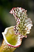 SARRACENIA X LEUCOPHYLLA,  PITCHER PLANT