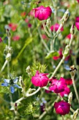 LYCHNIS CORONARIA AND NIGELLA