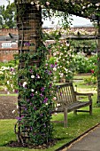 A COLUMN IN THE ROSE WALK AT KEW,  JUNE