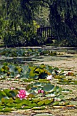 JAPANESE GARDEN AT BOTANICAL GARDENS,  NIAGARA,  CANADA