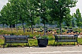 EMPTY BENCHES AT BOTANICAL GARDENS,  NIAGARA,  CANADA