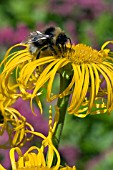 BUMBLE BEE ON INULA HOOKERI