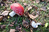 AMANITA MUSCARIA,  FLY AGARIC