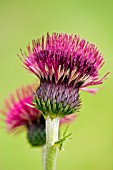 CIRSIUM RIVULARE ATROPURPUREUM