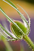 DIPSACUS FULLONUM,  TEASEL,  JUNE