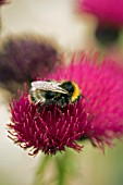 BUMBLE BEE POLLINATING CIRSIUM RIVULARE ATROPURPUREUM