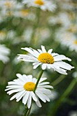 ARGYRANTHEMUM FRUTESCENS