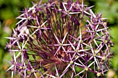 ALLIUM CHRISTOPHII