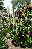 SHRUB ROSE GARDEN AT RHS HYDE HALL,  JUNE