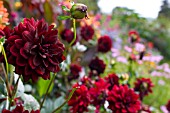 DOROTHY CLIVE LATE SUMMER BORDER WITH DAHLIAS IN FOREGROUND