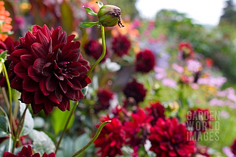 DOROTHY_CLIVE_LATE_SUMMER_BORDER_WITH_DAHLIAS_IN_FOREGROUND