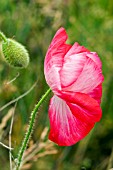 PAPAVER RHOEAS