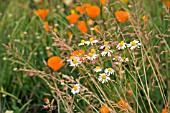 WILDFLOWER MEADOW,   CHAMOMILLA RECUTITA,  SCENTED MAYWEED,  JUNE