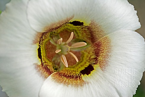 CALOCHORTUS_VESTAE__CATS_EARS