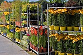 PLANTS ON TROLLEYS FOR THE LIVING GARDEN,  DESIGNED BY DAVID DOMONEY,  RHS FLOWER SHOW,  TATTON PARK