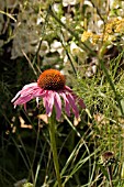 ECHINACEA PURPUREA IN BORDER