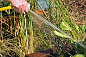 WATERING A RAISED BED