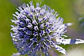 ERYNGIUM TRIPARTITUM