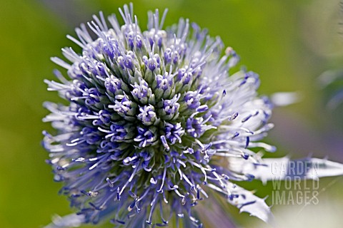 ERYNGIUM_TRIPARTITUM