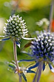 ERYNGIUM TRIPARTITUM