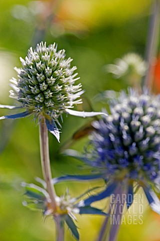 ERYNGIUM_TRIPARTITUM