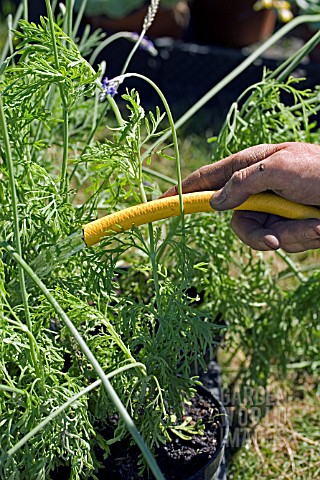 WATERING_WITH_A_HOSE