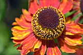 HELENIUM MOERHEIM BEAUTY