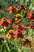 HELENIUM MOERHEIM BEAUTY