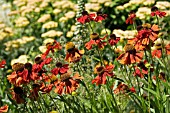 HELENIUM MOERHEIM BEAUTY