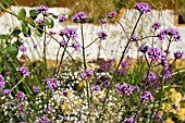 VERBENA BONARIENSIS