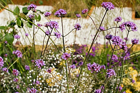 VERBENA_BONARIENSIS