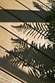 SHADOWS OF FERNS