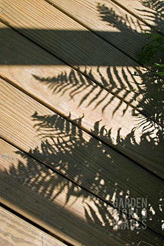 SHADOWS_OF_FERNS