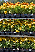 TROLLEY FULL OF YELLOW MARIGOLDS FOR RHS FLOWER SHOW