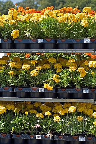TROLLEY_FULL_OF_YELLOW_MARIGOLDS_FOR_RHS_FLOWER_SHOW