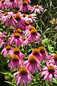 ECHINACEA PURPUREA