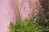 SIDALCEA PARTY GIRL (PINK BY PENNY MEADMORE DESIGN,  RHS FLOWER SHOW,  TATTON PARK)