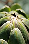 CYNARA SCOLYMUS,  GLOBE ARTICHOKE