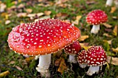 AMANITA MUSCARIA,  FLY AGARIC