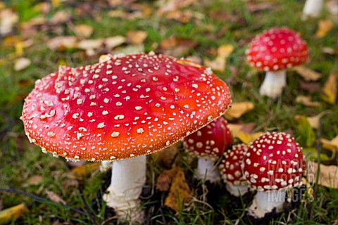 AMANITA_MUSCARIA__FLY_AGARIC