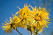 INULA MAGNIFICA