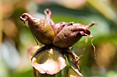 PAEONIA SEEDHEAD